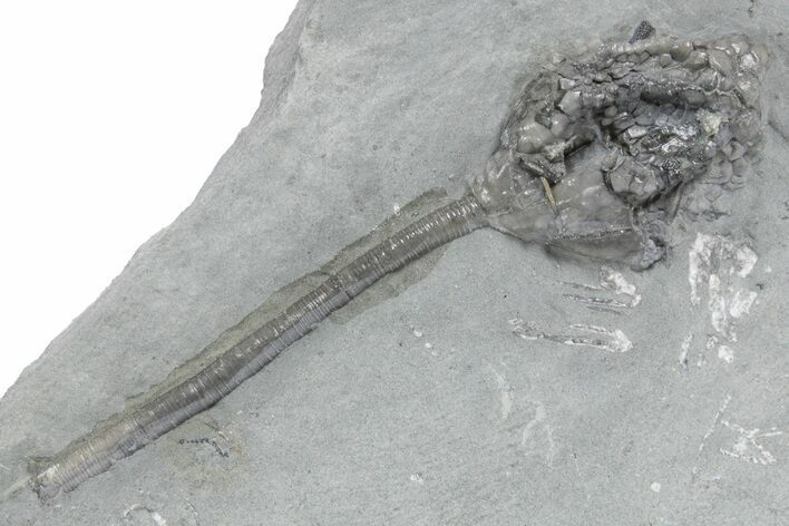 Fossil Crinoid (Abrotocrinus?) - Crawfordsville, Indiana #358060
